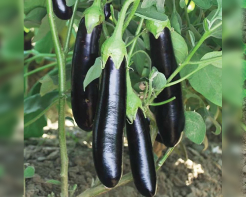 Black Pearl (F1 - HYB)